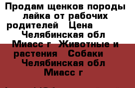 Продам щенков породы лайка от рабочих родителей › Цена ­ 3 500 - Челябинская обл., Миасс г. Животные и растения » Собаки   . Челябинская обл.,Миасс г.